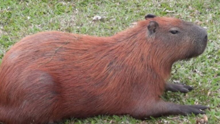 O corpo eu já tenho em 2023  Capivara, Fotos de capivara, Capivaras