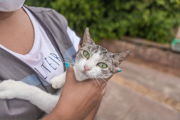 06_07_2021_Colonia_Gatos_Piata_Foto_Igor_Santos_SECOM_PMS-14