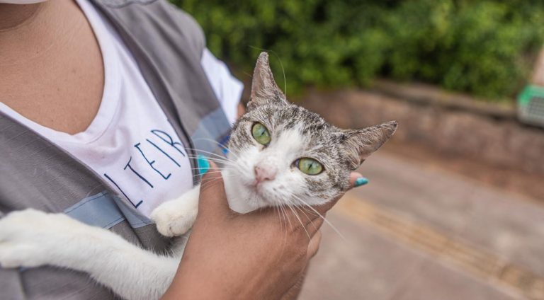 06_07_2021_Colonia_Gatos_Piata_Foto_Igor_Santos_SECOM_PMS-14