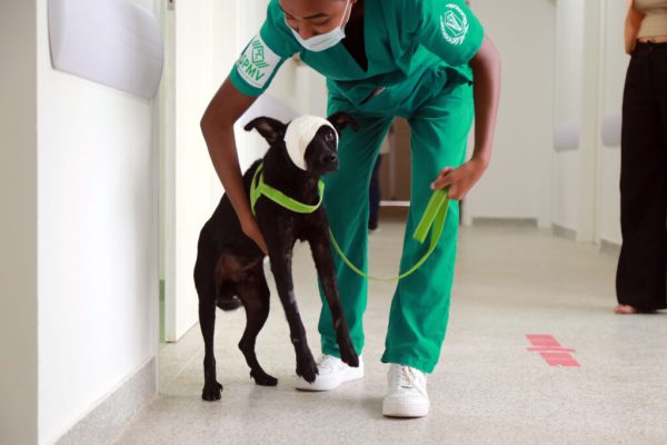 09_04_2024_Balanco-15-dias-funcionamento-Hospital-veterinario_Fot-Bruno-Concha_Secom_Pms-7-1024x683