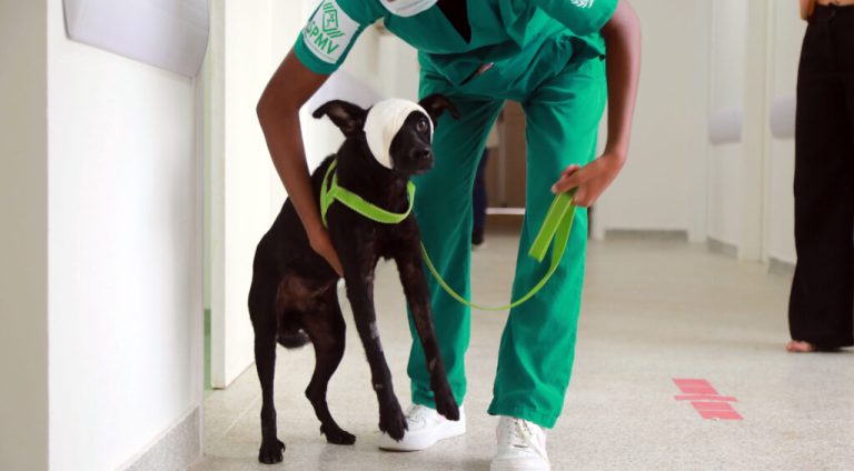 09_04_2024_Balanco-15-dias-funcionamento-Hospital-veterinario_Fot-Bruno-Concha_Secom_Pms-7-1024x683