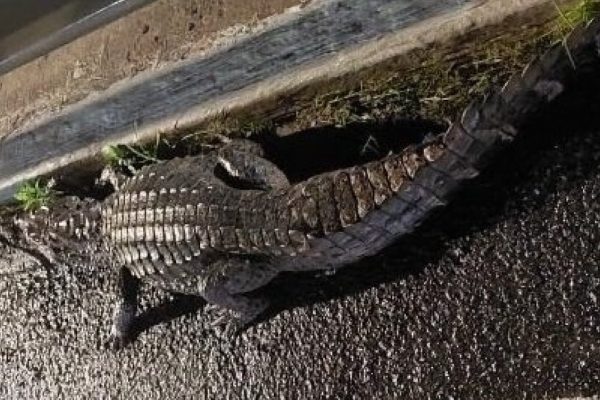 116223morto-novo-jacare-e-encontrado-proximo-a-shopping-apos-ser-atropelado-na-paralela-3-1