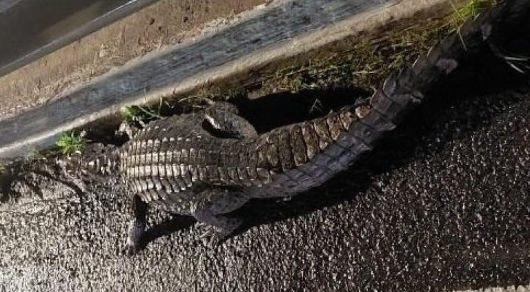 116223morto-novo-jacare-e-encontrado-proximo-a-shopping-apos-ser-atropelado-na-paralela-3-1