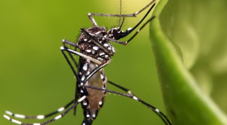 122876,com-14-mil-casos-suspeitos-de-dengue-bahia-vive-risco-de-epidemia-do-aedes-aegypti-3