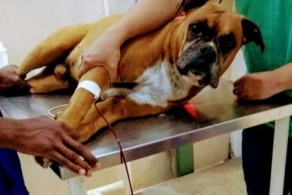 130065,hospital-veterinario-promove-campanha-de-doacao-de-sangue-para-pets-saiba-como-participar-3