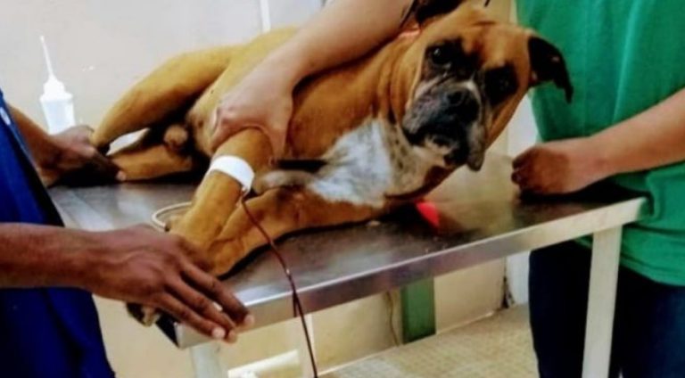130065,hospital-veterinario-promove-campanha-de-doacao-de-sangue-para-pets-saiba-como-participar-3