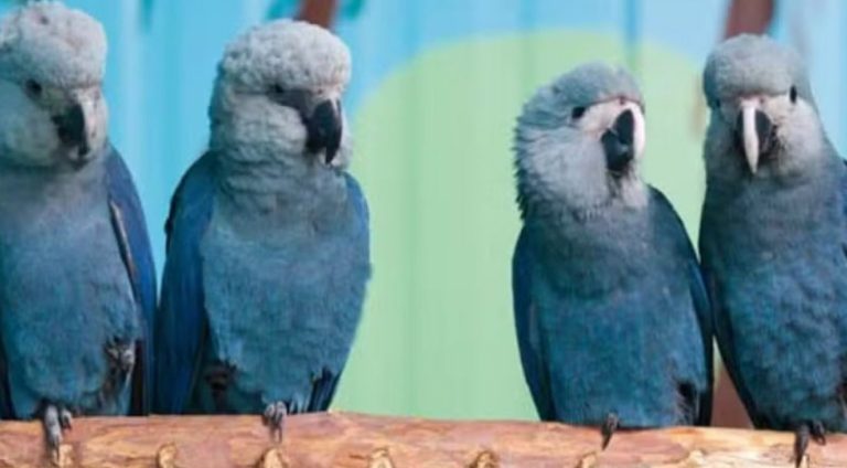Foto: Acervo ICMBio