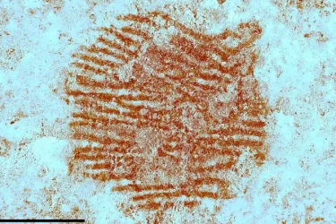 Foto: Álvarez-Alonso et al
