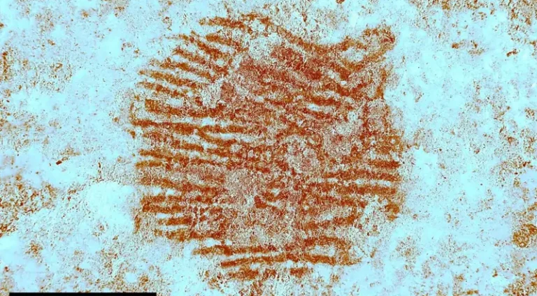 Foto: Álvarez-Alonso et al