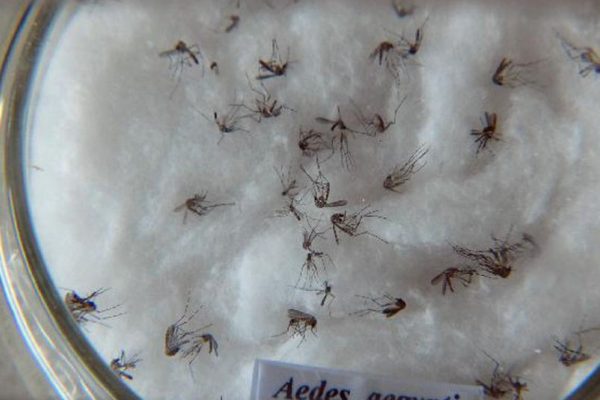 84621,plano-de-combate-ao-mosquito-da-dengue-para-o-verao-comeca-na-segunda-em-salvador-3