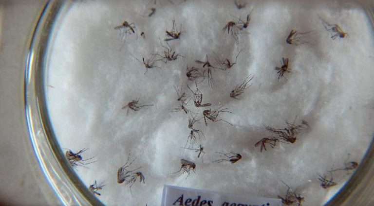 84621,plano-de-combate-ao-mosquito-da-dengue-para-o-verao-comeca-na-segunda-em-salvador-3