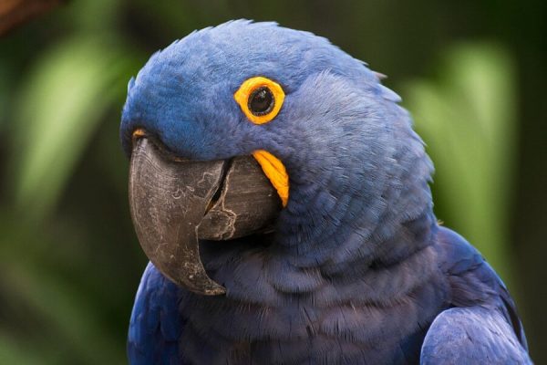 960px-Arara_Azul_no_Pantanal