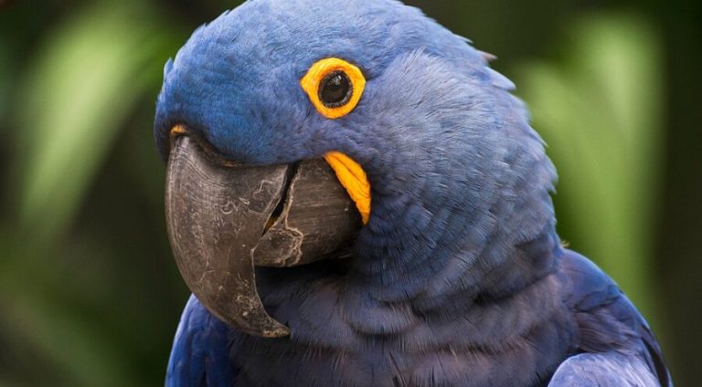 960px-Arara_Azul_no_Pantanal