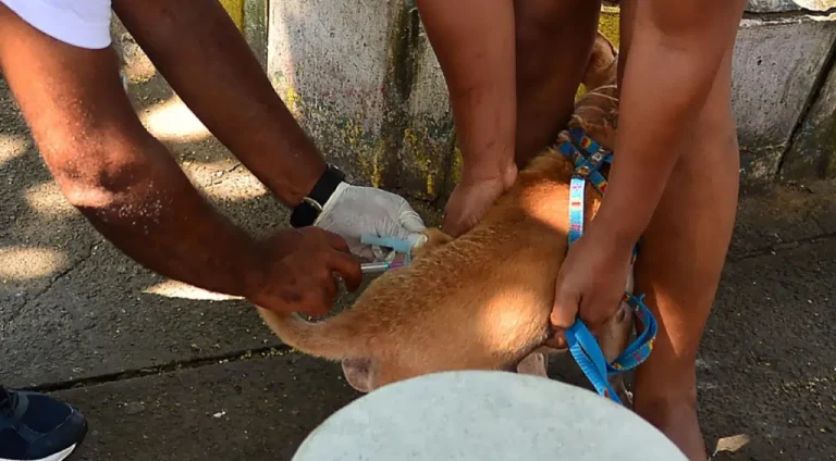 Busca-Ativa-Vacinao-de-Ces-e-Gatos_Foto_Jefferson-Peixoto_Secom_Pms-8-1024x614.png