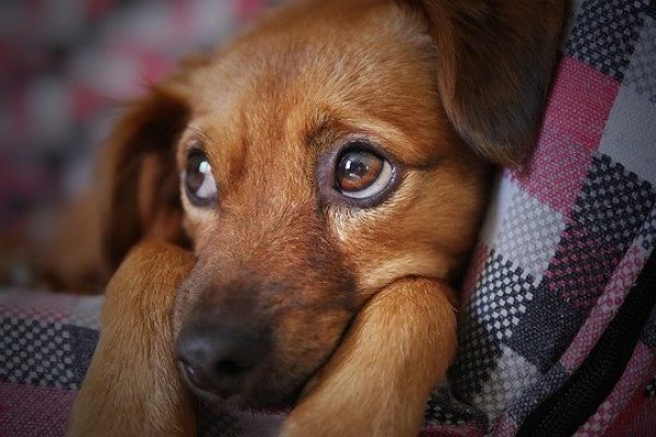 Cães e gatos podem ser adotados em Salvador neste sábado