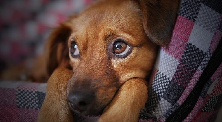 Cães e gatos podem ser adotados em Salvador neste sábado