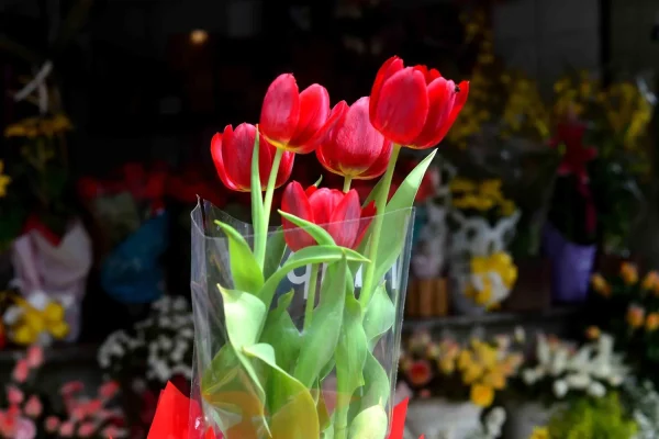 Caravana-das-Flores-distribuira-mudas-de-flores-gr0123431700202309120853-ScaleOutside-1