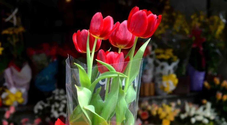 Caravana-das-Flores-distribuira-mudas-de-flores-gr0123431700202309120853-ScaleOutside-1