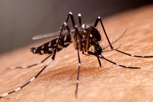 DENGUE.jpg