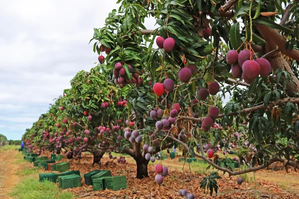 Doce-Bahia-Estado-e-potencia-nacional-na-fruticult0127047300202405141850-ScaleDownProportional