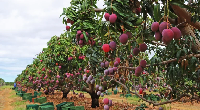 Doce-Bahia-Estado-e-potencia-nacional-na-fruticult0127047300202405141850-ScaleDownProportional