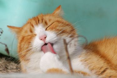 Gato mais bonito do Brasil