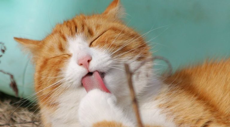 Gato mais bonito do Brasil