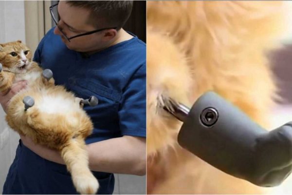 Gato pernas bionicas
