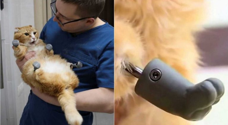 Gato pernas bionicas