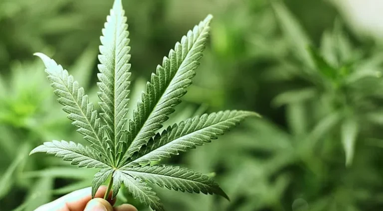 Governo-investe-R-30-milhoes-para-acesso-a-plantas0129353300202410300857-ScaleDownProportional