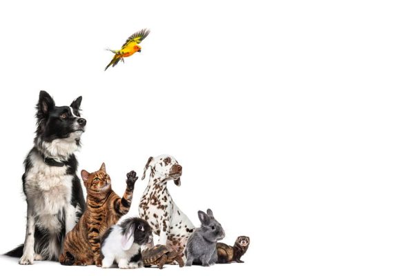 Pets diversos