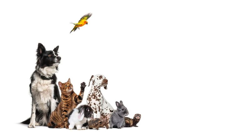 Pets diversos