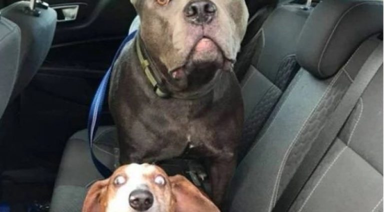 Pitbull