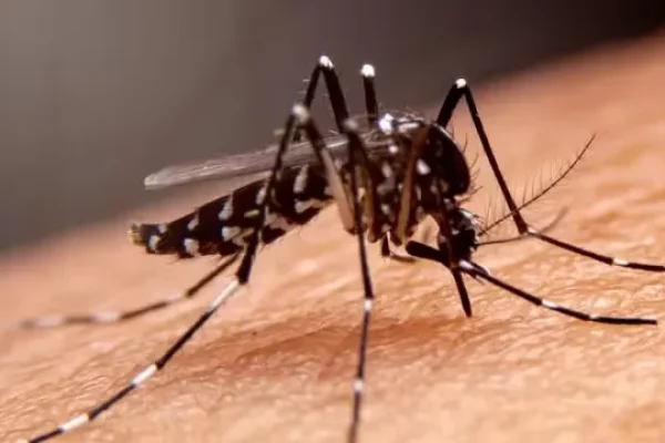 Sesab-confirma-5-morte-por-dengue-na-Bahia0126070300202402281351-ScaleDownProportional