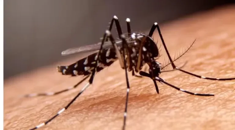 Sesab-confirma-5-morte-por-dengue-na-Bahia0126070300202402281351-ScaleDownProportional