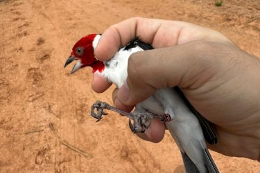 Soltura-de-aves-silvestres-Foto-Acervo-Bracell-1