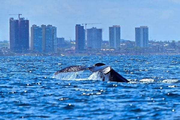 Temporada-das-Baleias_Jefferson-Peixoto_Secom-PMS-4-1-1536x1025