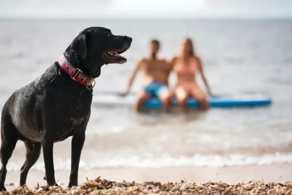 Verao-2024-Como-cuidar-dos-pets-durante-os-dias-qu0125552200202401170915-ScaleDownProportional (1)