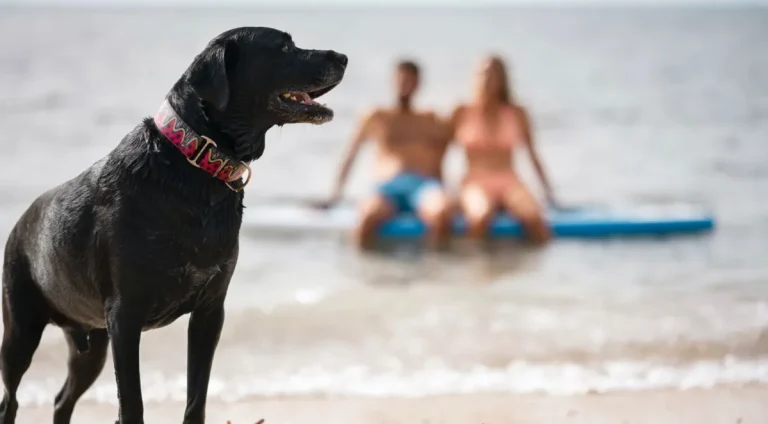 Verao-2024-Como-cuidar-dos-pets-durante-os-dias-qu0125552200202401170915-ScaleDownProportional (1)