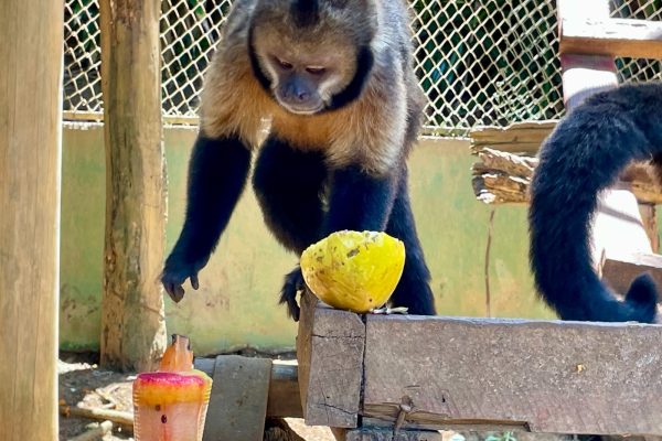 Verão Zoo (20)