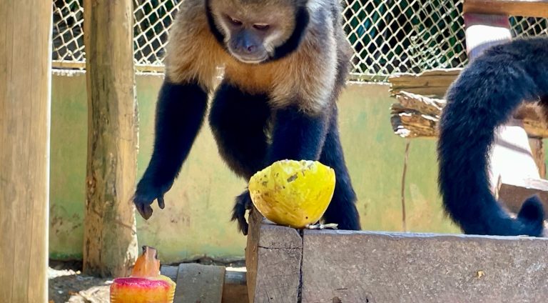 Verão Zoo (20)