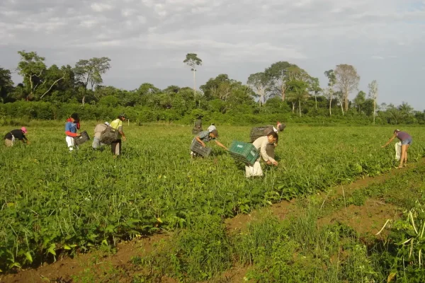agricultores_familiares_colhem_feijao-caupi_-_emanuel_cavalcante_-_embrapa_amapa