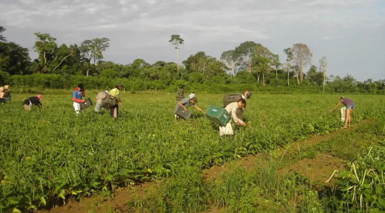 agricultores_familiares_colhem_feijao-caupi_-_emanuel_cavalcante_-_embrapa_amapa