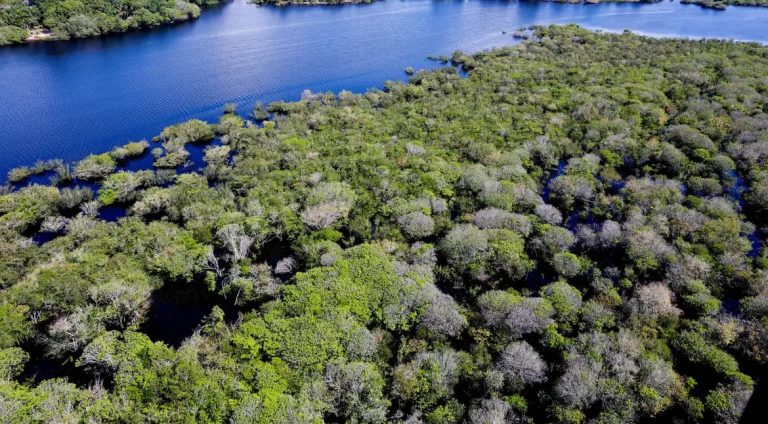 amazonia