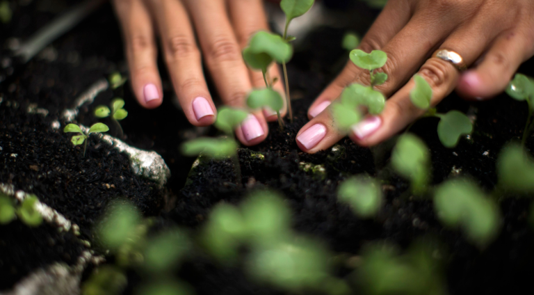 Voluntários celebram Dia da Árvore com o plantio de mudas no Parque da Cidade