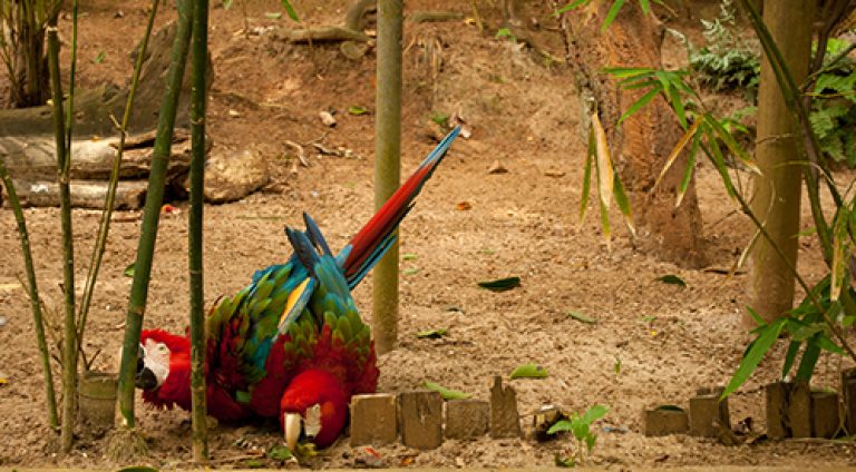 aviario6