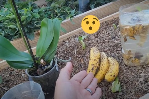 banana-baixa