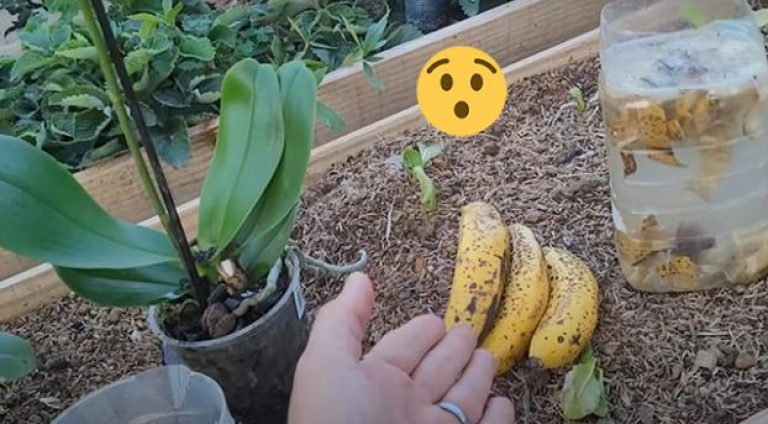 banana-baixa