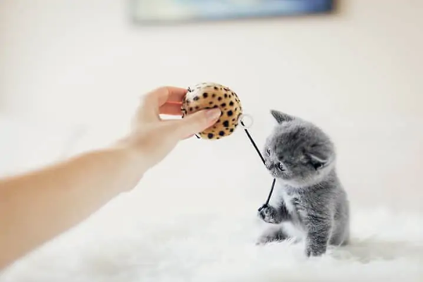 brincadeiras-para-gatos-Copia-2