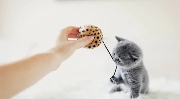 brincadeiras-para-gatos-Copia-2